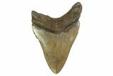 Tan, Fossil Megalodon Tooth - South Carolina #171118-2